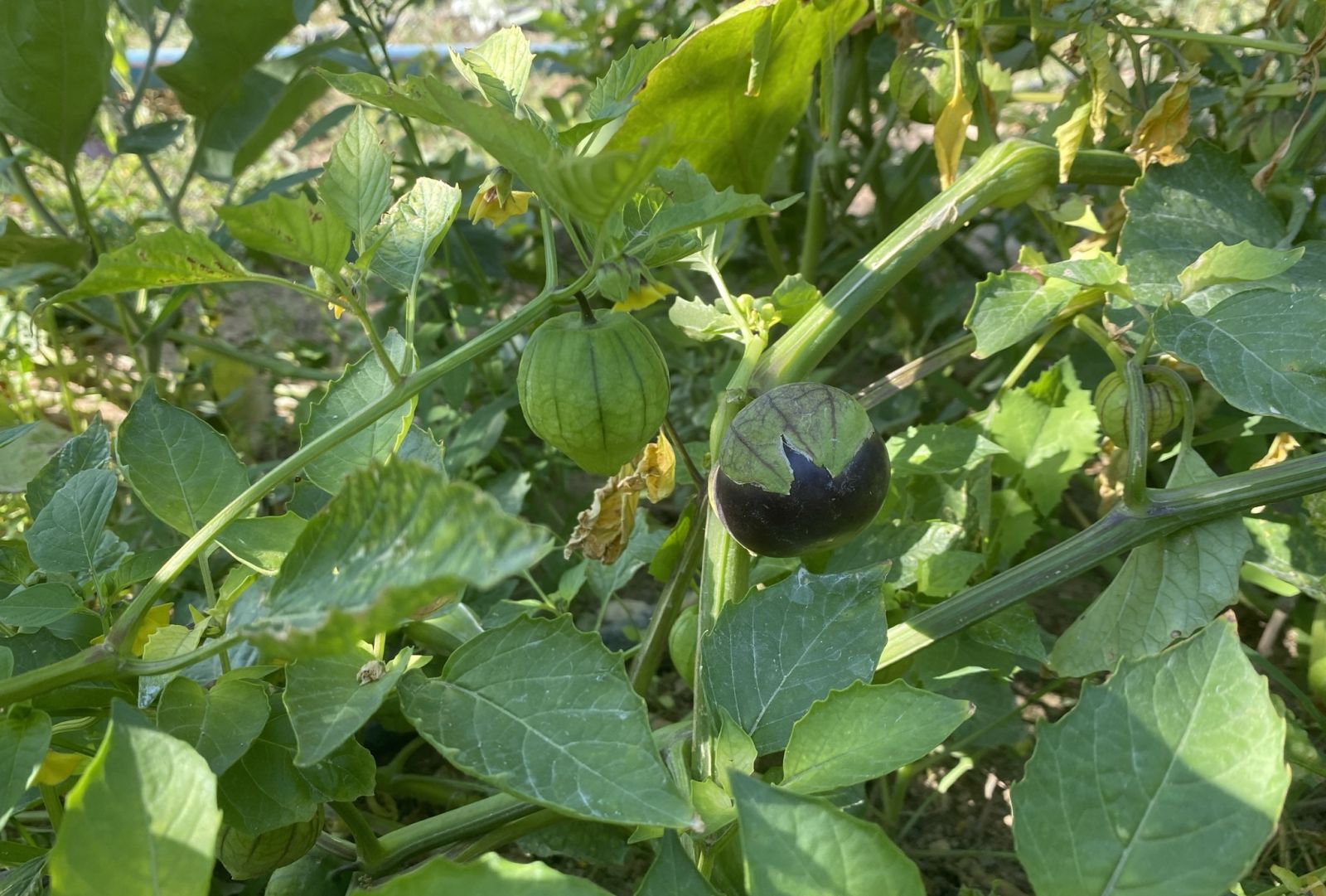 Yılda 8 ton üretiyor, 150-200 bin arasında kar kalıyor